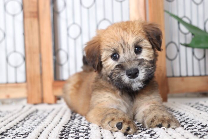 Dahlia- Delightful Female AKC Wheaton Terrier Puppy - Image 2