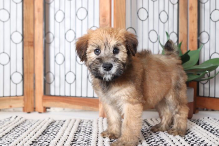 Dahlia- Delightful Female AKC Wheaton Terrier Puppy - Image 3