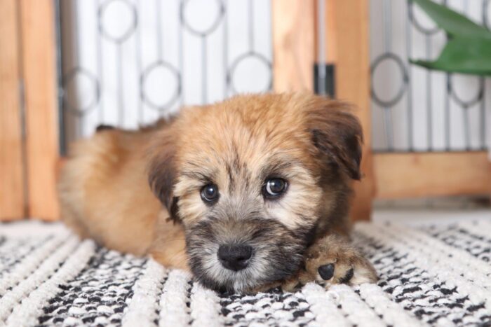 Dahlia- Delightful Female AKC Wheaton Terrier Puppy - Image 4