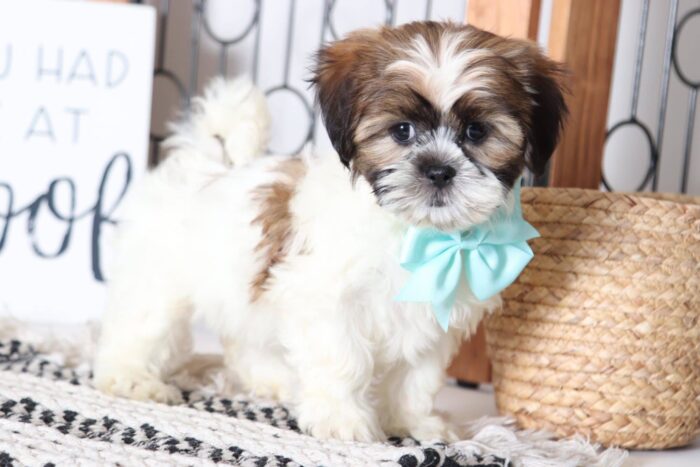 daisy1-1-1.jpg