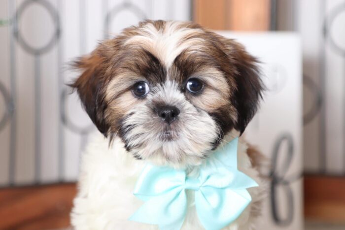 daisy2-1-1.jpg