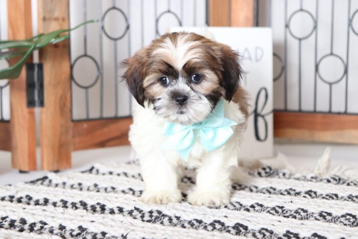 daisy3-1-1.jpg