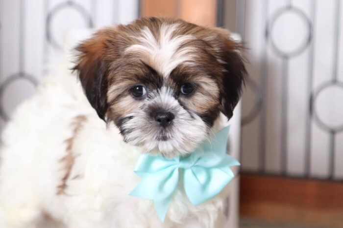 daisy4-1-1.jpg