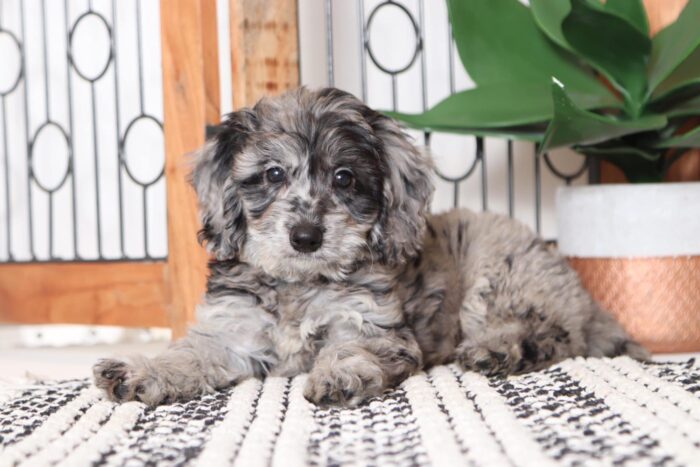 Dakota - Spunky Little Male Blue Merle F1B Mini Goldendoodle Puppy
