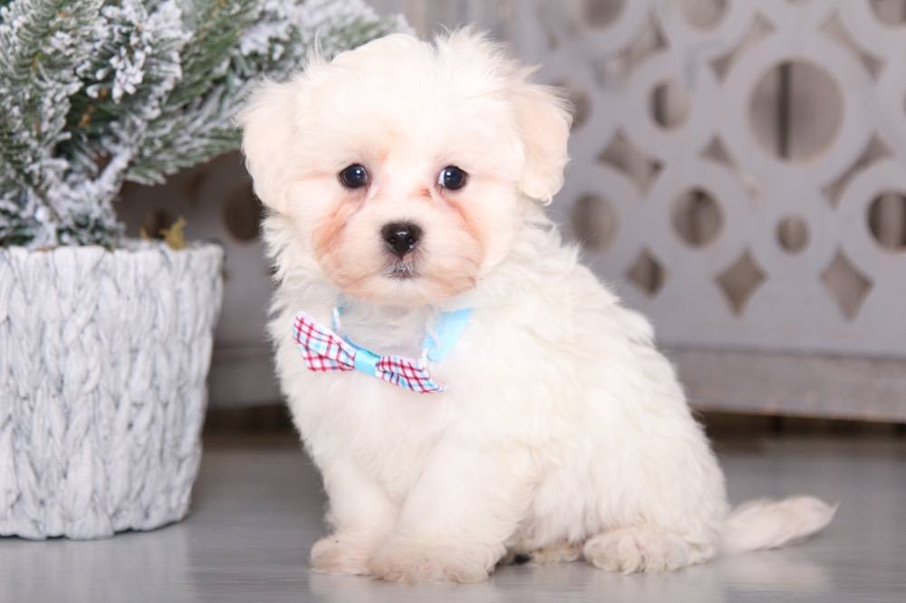 Dakota - Awesome Teddy Bear