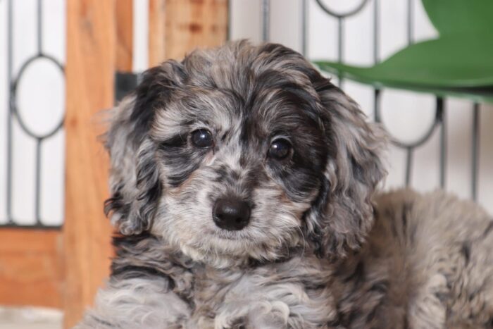 Dakota - Spunky Little Male Blue Merle F1B Mini Goldendoodle Puppy - Image 2