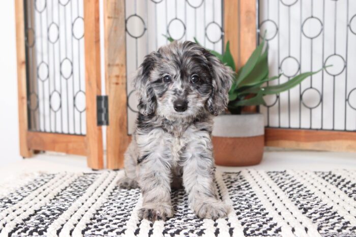 Dakota - Spunky Little Male Blue Merle F1B Mini Goldendoodle Puppy - Image 3