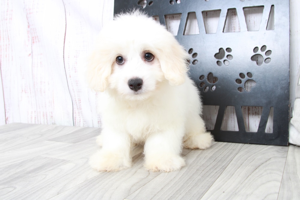 Dakota - Outgoing Male Cavachon Puppy - Image 3