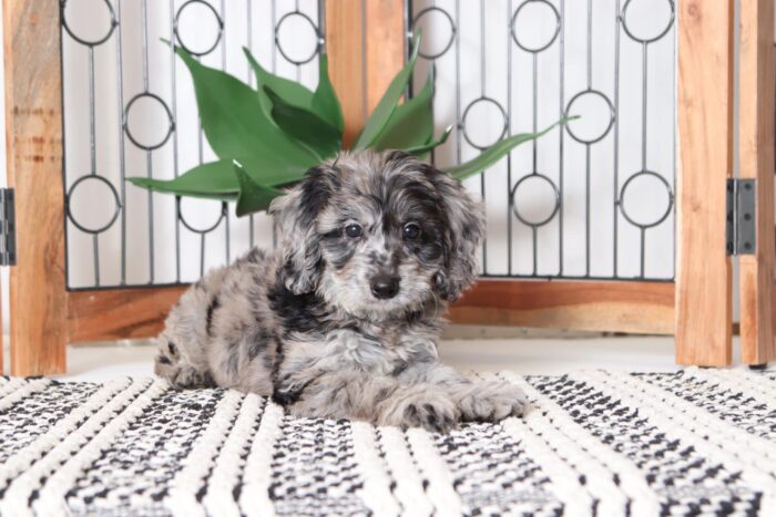 Dakota - Spunky Little Male Blue Merle F1B Mini Goldendoodle Puppy - Image 4
