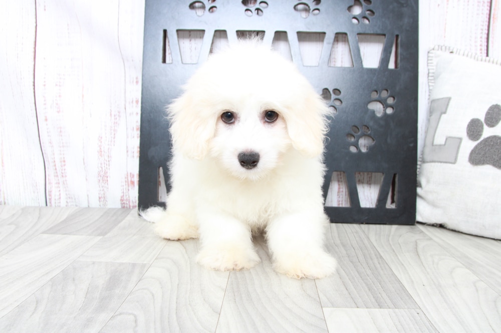 Dakota - Outgoing Male Cavachon Puppy - Image 2