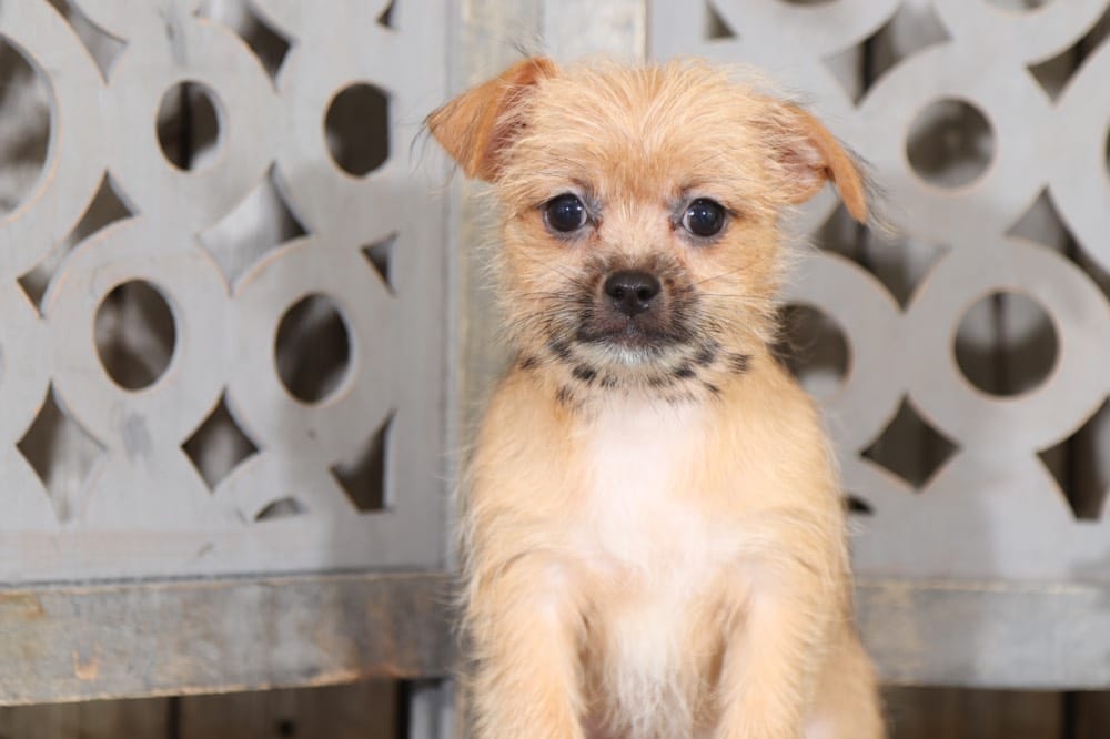 Dale - Darling Shorkie - Puppies Online