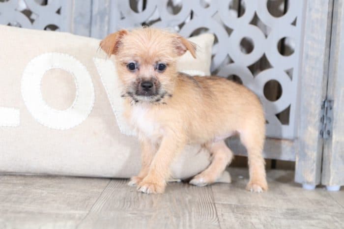 Dale - Darling Shorkie - Image 2