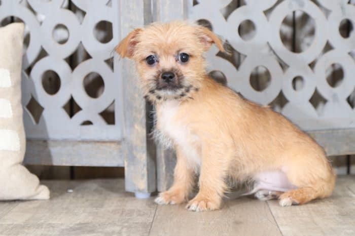 Dale - Darling Shorkie - Image 3