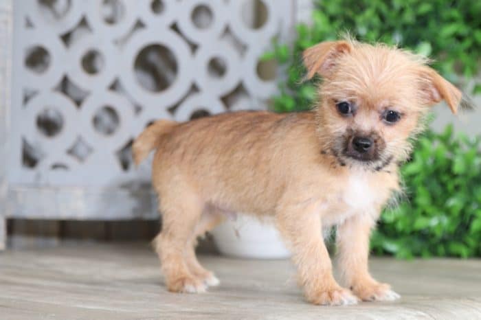 Dale - Darling Shorkie - Image 4