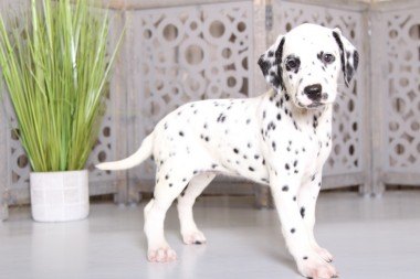 Dalmatian