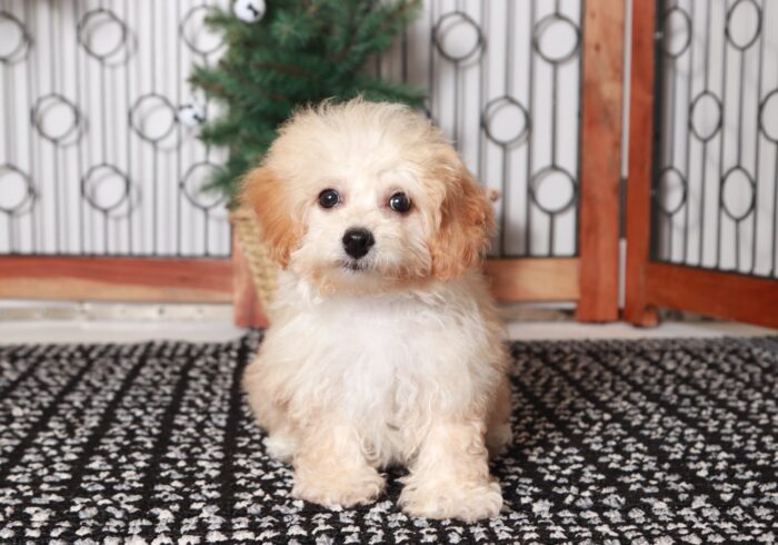 Dancer - Cute Little Female Poochon Puppy