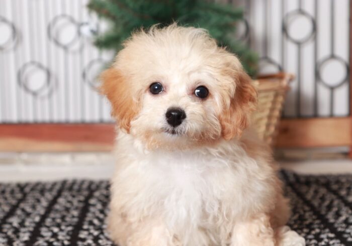 Dancer - Cute Little Female Poochon Puppy - Image 2
