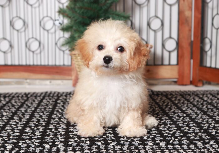 Dancer - Cute Little Female Poochon Puppy - Image 3