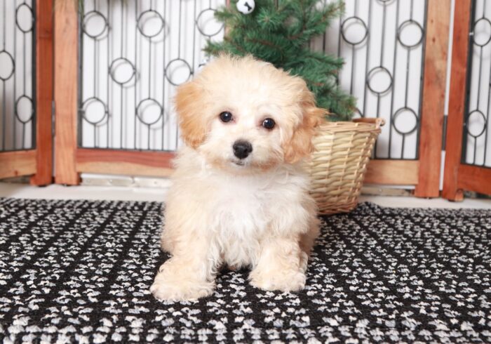 Dancer - Cute Little Female Poochon Puppy - Image 4