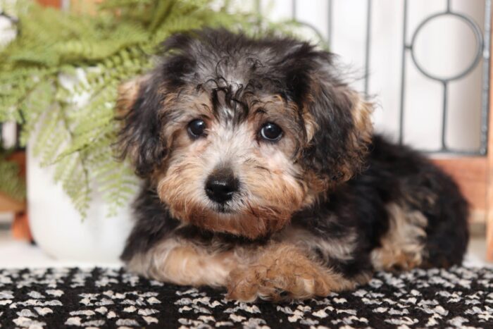 Darcy - Precious Little Female Yochon Puppy