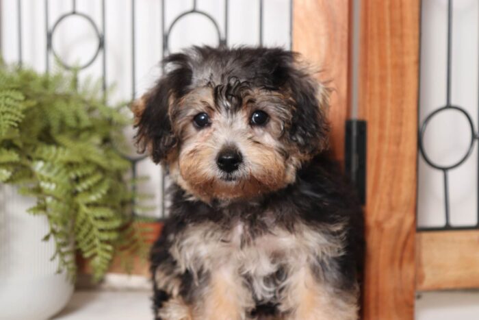 Darcy - Precious Little Female Yochon Puppy - Image 2