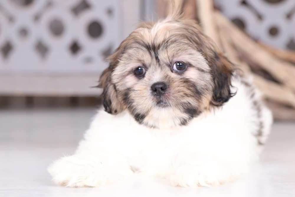 Darcy - Darling Shih Tzu Puppy - Image 2