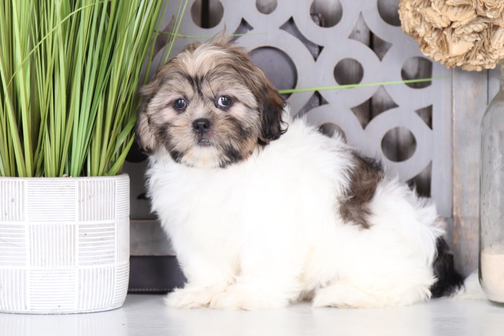 Darcy - Darling Shih Tzu Puppy - Image 3
