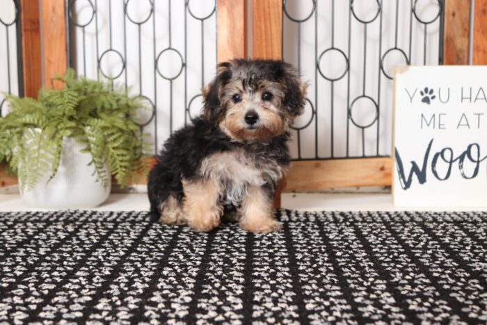 Darcy - Precious Little Female Yochon Puppy - Image 4