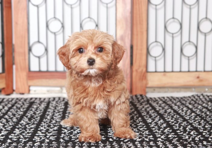 darla1-2-1-1.jpg