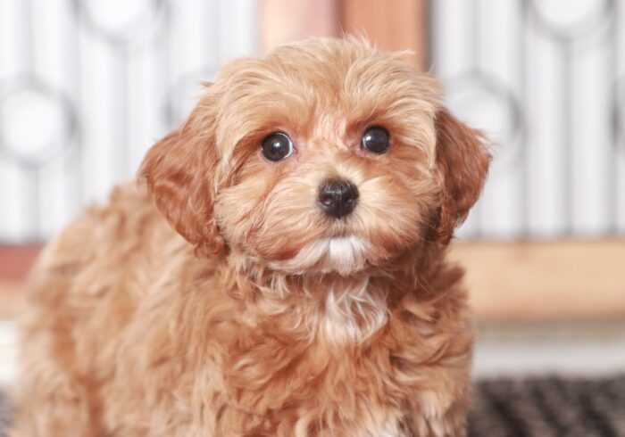 darla2-2-1.jpg