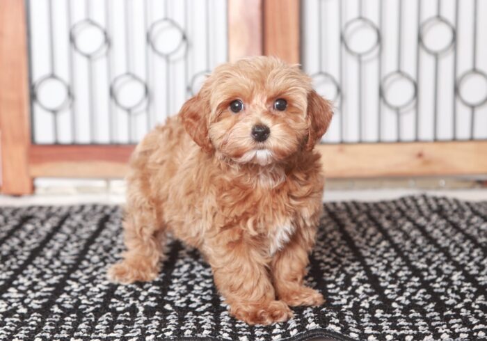 darla3-2-1.jpg