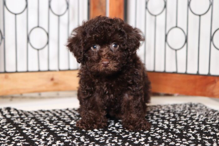 Davis- Handsome Chocolate Male Toy ACA Poodle Puppy