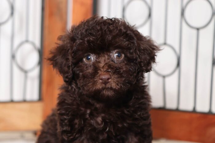 Davis- Handsome Chocolate Male Toy ACA Poodle Puppy - Image 2
