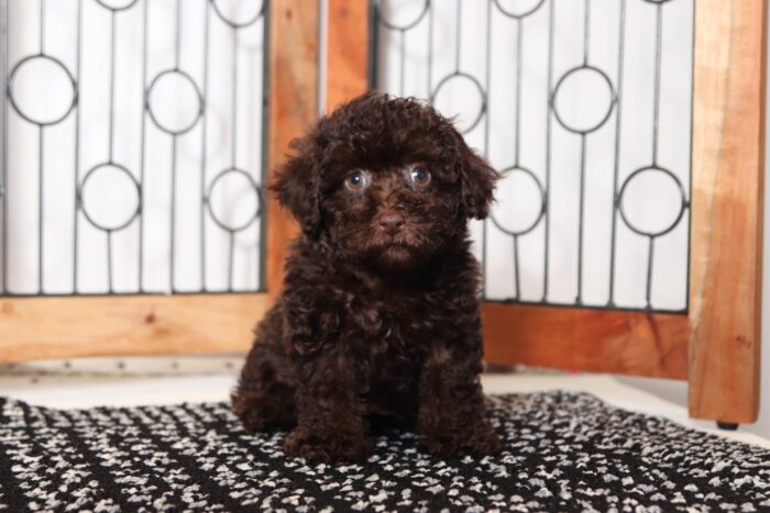 Davis- Handsome Chocolate Male Toy ACA Poodle Puppy - Image 3
