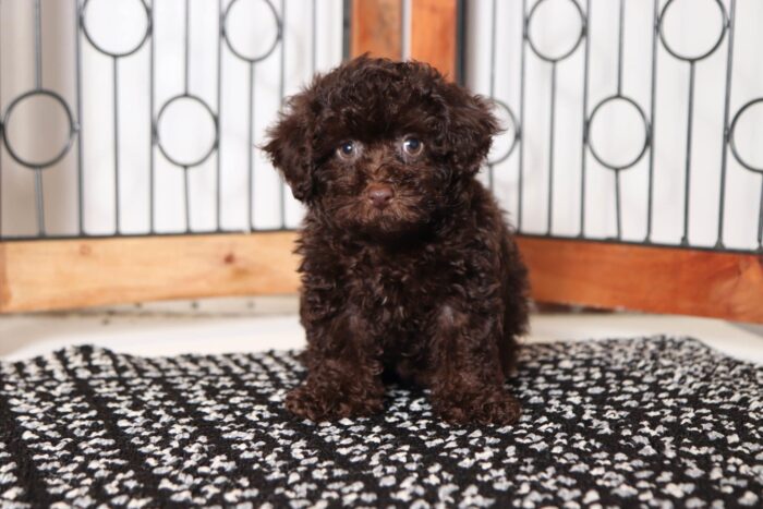 Davis- Handsome Chocolate Male Toy ACA Poodle Puppy - Image 4