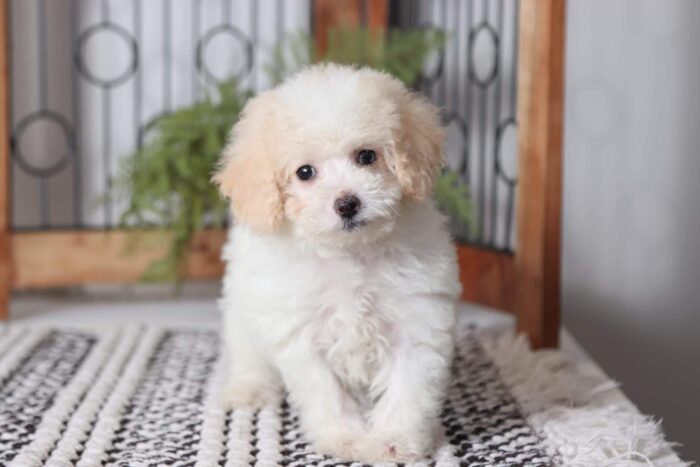 Debbie - Beautiful Little Female Cream Toy Poodle Puppy