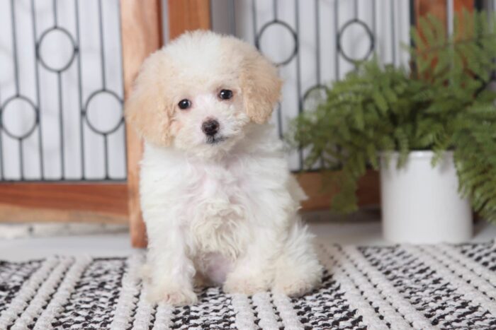 Debbie - Beautiful Little Female Cream Toy Poodle Puppy - Image 2