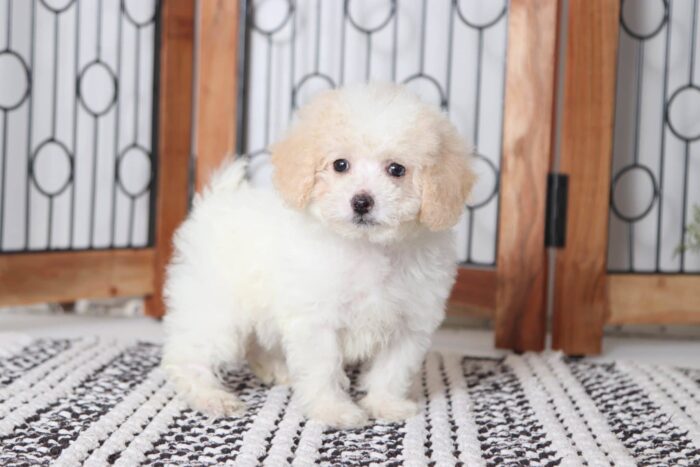 Debbie - Beautiful Little Female Cream Toy Poodle Puppy - Image 3