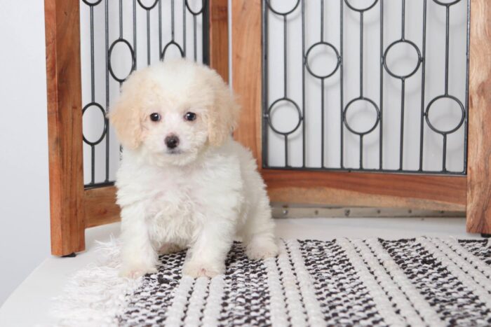 Debbie - Beautiful Little Female Cream Toy Poodle Puppy - Image 4