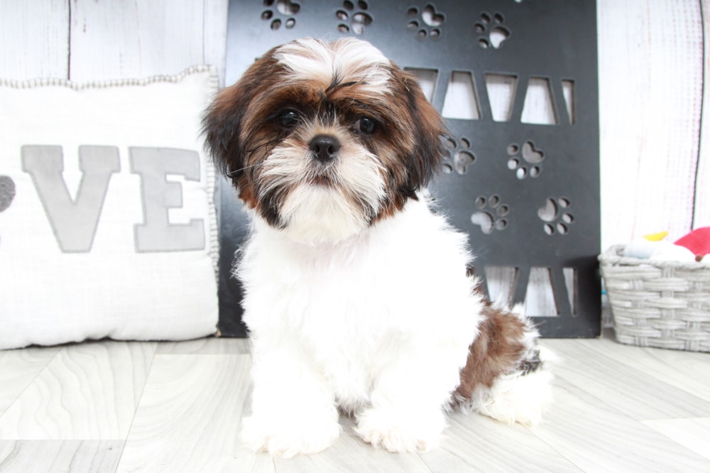 Deebo- Handsome Male ACA Shih-Tzu Puppy