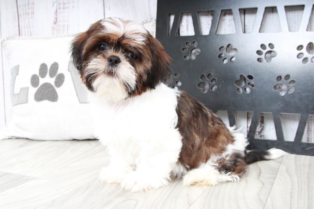 Deebo- Handsome Male ACA Shih-Tzu Puppy - Image 2