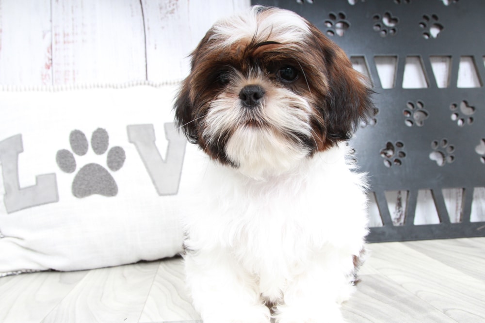 Deebo- Handsome Male ACA Shih-Tzu Puppy - Image 6