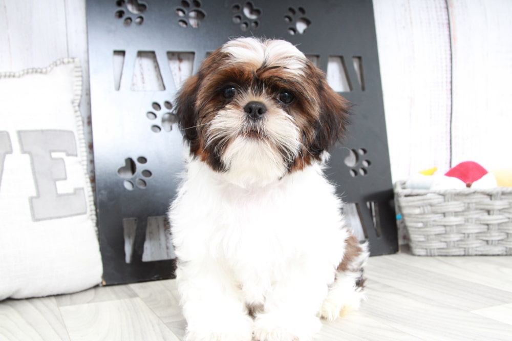 Deebo- Handsome Male ACA Shih-Tzu Puppy - Image 5