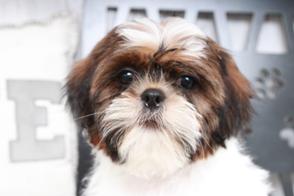 Deebo- Handsome Male ACA Shih-Tzu Puppy - Image 4
