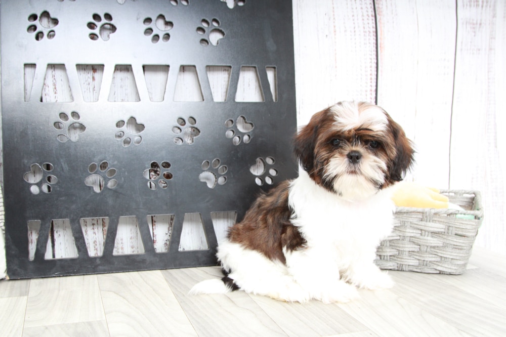 Deebo- Handsome Male ACA Shih-Tzu Puppy - Image 3