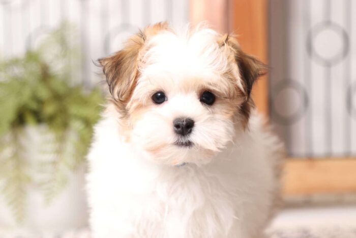 Deebo - Dapper Little Male ACA Havanese Puppy - Image 2