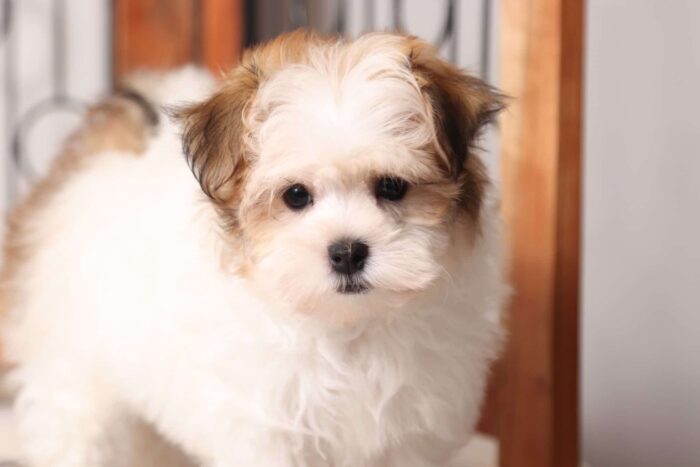 Deebo - Dapper Little Male ACA Havanese Puppy - Image 4