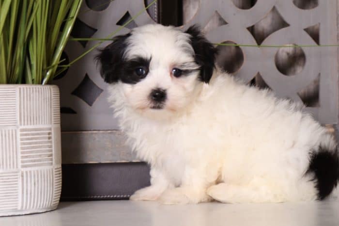 Delilah - Perfect Malshi - Image 4