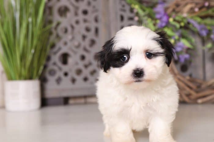 Delilah - Perfect Malshi