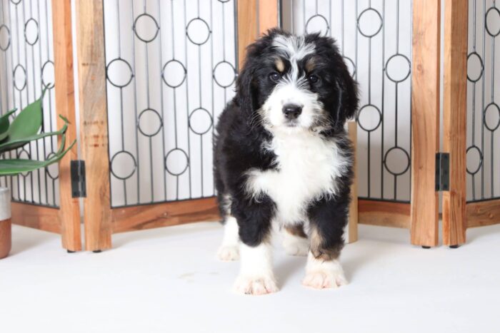 Della - Precious Female CKC Bernedoodle Puppy